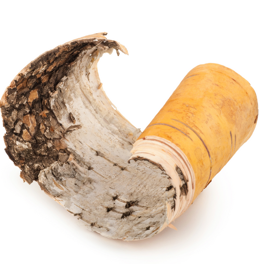 [Bio Media] Birch Bark