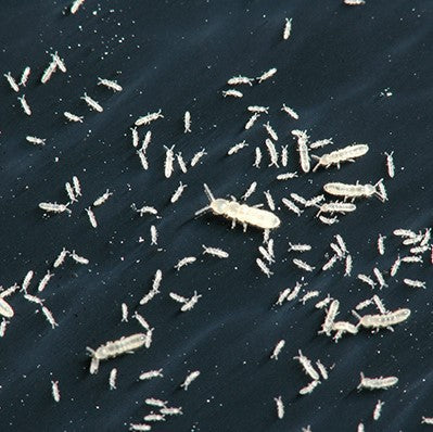 [Microfauna] Springtails